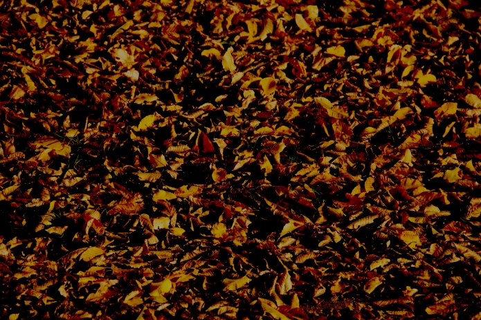 dance-of-dead-leaves-image